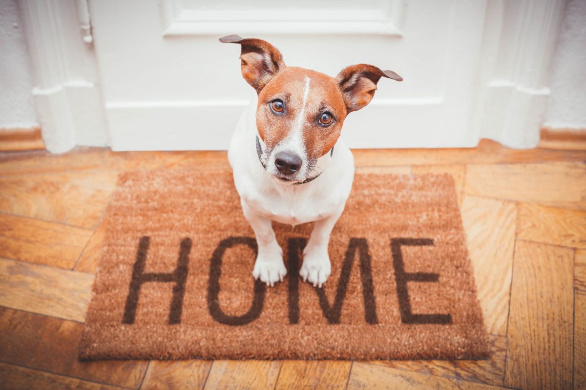 HOW TO SELL A HOME WITH PETS